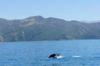 Photo Number 9